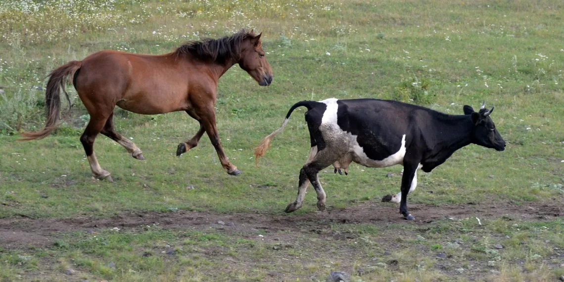 Жылқы суреті, ат, сиыр