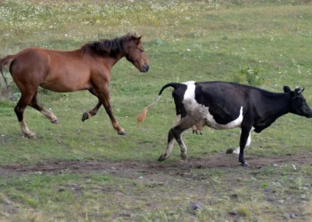Жылқы суреті, ат, сиыр